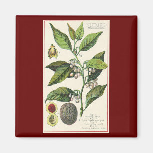 Aimant Graines de fruit de muscade vintage, herbes alimen