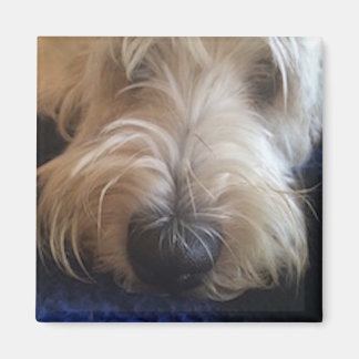 Aimant Grand Basset Griffon