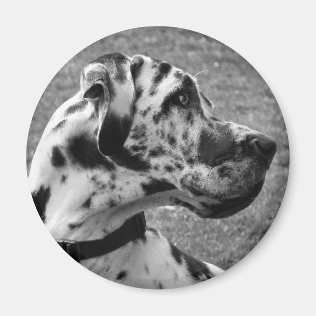 AIMANT GRAND DANE (Devant)