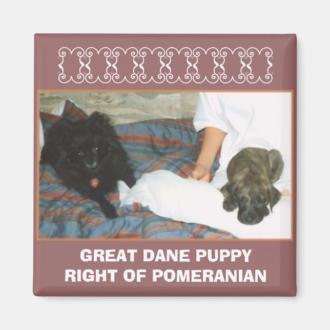 AIMANT GRAND DANE PUPPY (Devant)