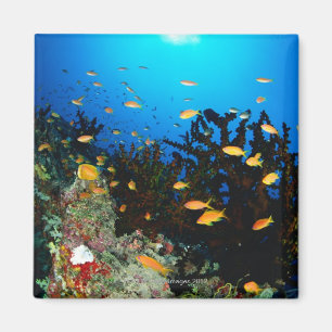 Aimant Grand groupe de natation de poissons de Goldie de