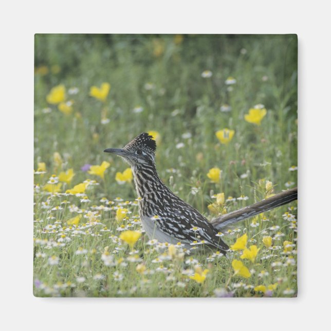 Aimant Grand Roadrunner, Geococcyx californianus, (Devant)