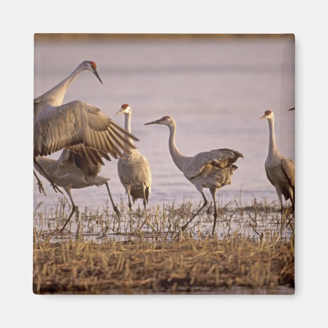 Aimant Granes de Sandhill Grus canadensis) Platte (Devant)
