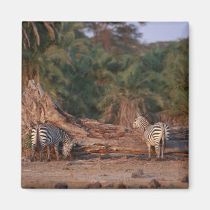 Aimant Grant Zebra 5