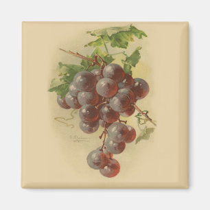 Aimant Grapes de vintage