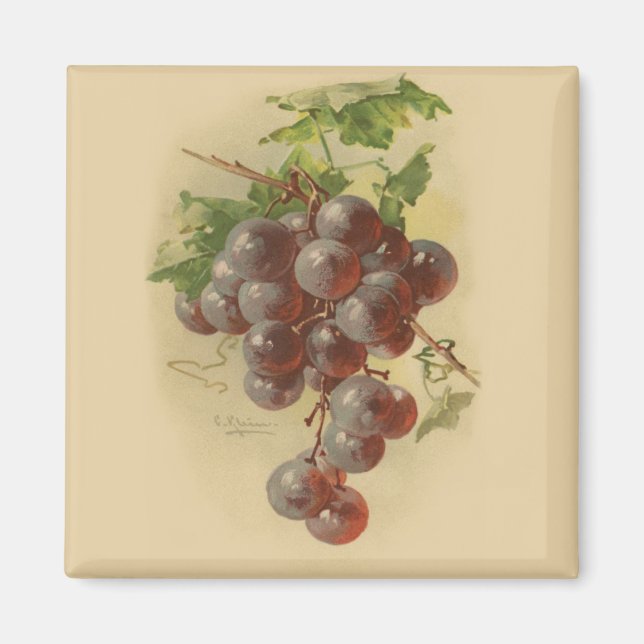 Aimant Grapes de vintage (Devant)