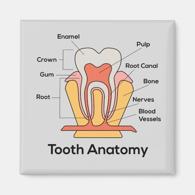 Aimant Graphique d'anatomie des dents (Devant)