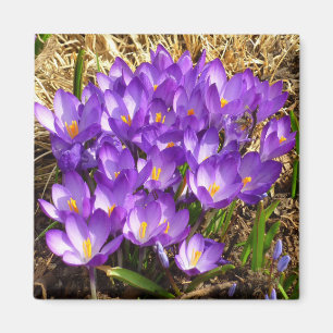 Aimant Grappe de Crocus pourpres Floral de printemps