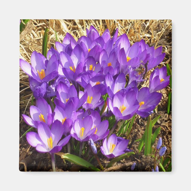 Aimant Grappe de Crocus pourpres Floral de printemps (Devant)