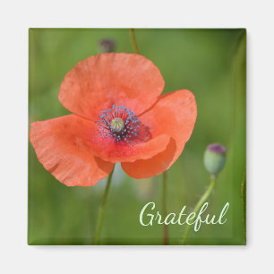 Aimant Gratitude Red Poppy