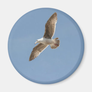 Aimant Gratuit en tant qu'oiseau (Mouette volante)