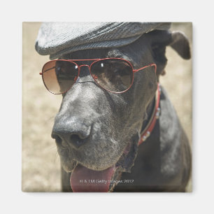Aimant Great dane utilisant le casquette et les lunettes