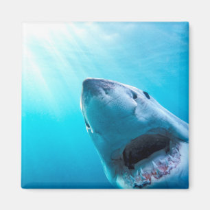 Aimant Great White Shark   Afrique du Sud