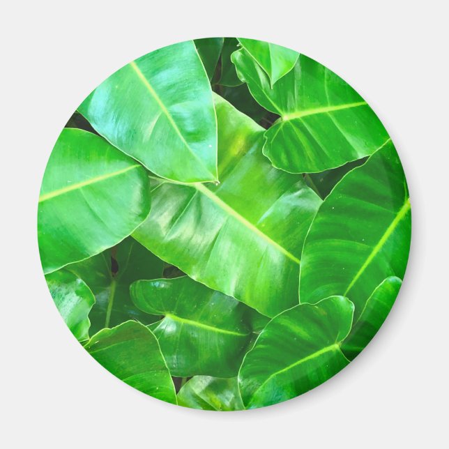 Aimant Green feuille Palm Leaf feuillage tropical jungle (Devant)