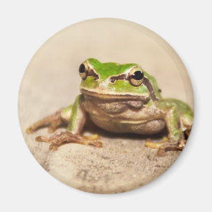 AIMANT GRENOUILLE