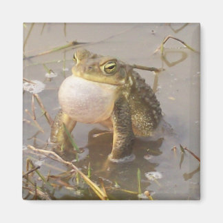 Aimant Grenouille