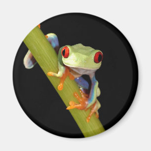Aimant grenouille