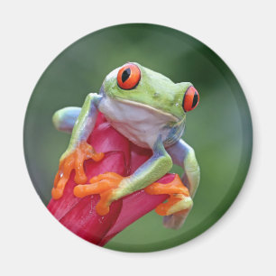 Aimant Grenouille