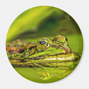Aimant Grenouille à eau