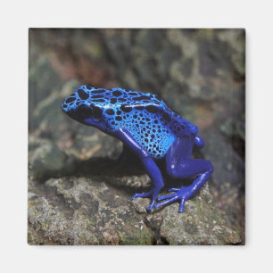 Aimant Grenouille à tarte à poison bleu, grenouille bleue