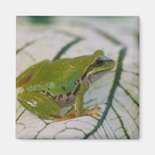Aimant Grenouille arboricole du Pacifique sur des fleurs