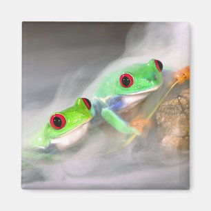 Aimant Grenouille aux yeux rouges dans le brouillard, Aga