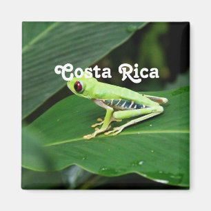 Aimant Grenouille d'arbre du Costa Rica