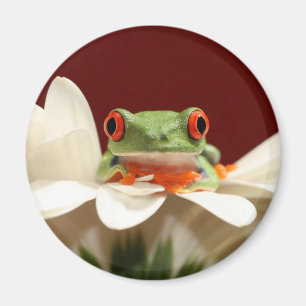 Aimant grenouille d'arbre observée par rouge