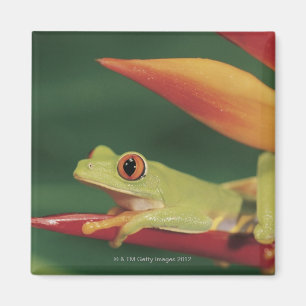 Aimant Grenouille d'arbre rouge d'oeil se reposant sur la