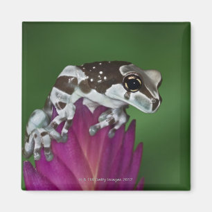 Aimant Grenouille de lait, resinifictrix de