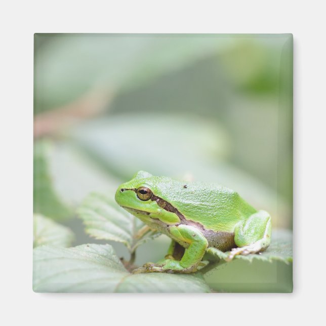 Aimant Grenouille des arbres européens dans l'aimant vert (Devant)