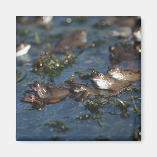 Aimant Grenouille drôle (Devant)