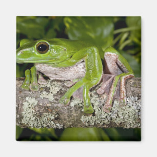 Aimant Grenouille géante glissante, Polypedates dennysi s
