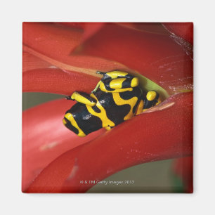 Aimant grenouille Jaune-réunie de poison