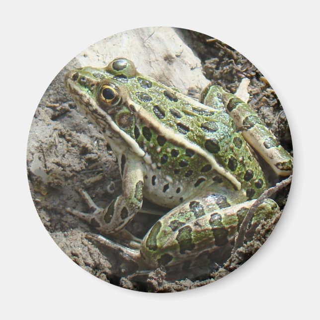Aimant Grenouille léopard R3 (Devant)