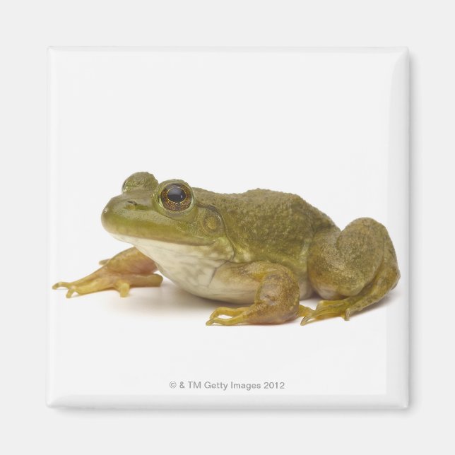 Aimant Grenouille verte commune (Devant)