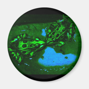 Aimant grenouilles kissy