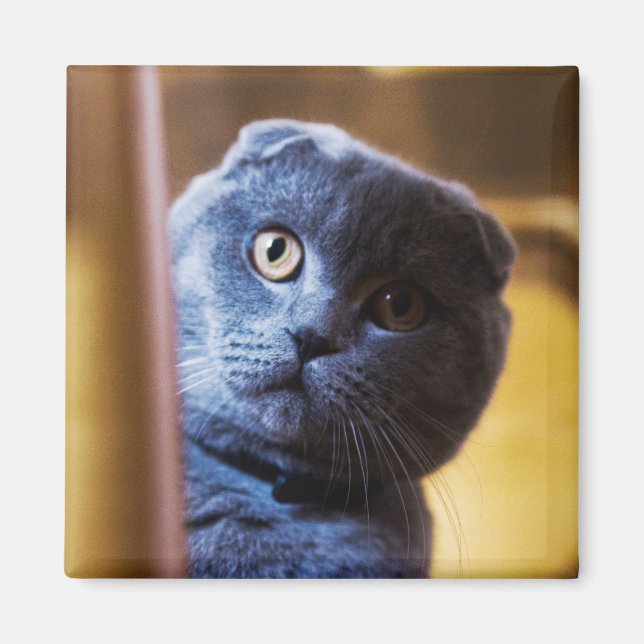 Aimant Grey Kitty (Devant)