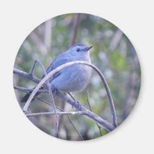Aimant Gris Catbird Safety Port Amateurs d'oiseaux