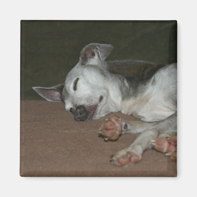 Aimant gris italien - "Max" (Devant)