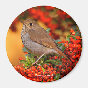 Aimant Grive solitaire oiseau chanteur sur pyracantha éca