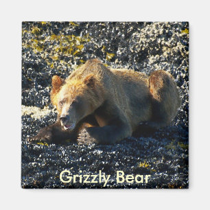 Aimant Grizzly Bear Art
