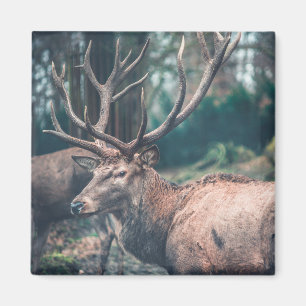 Aimant Gros cerf Brown avec gros colliers