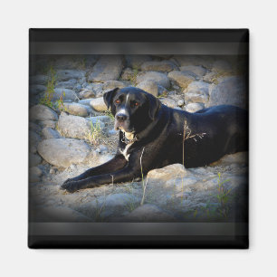 Aimant Gros noir Pitbull Lab Cross