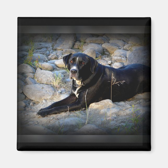 Aimant Gros noir Pitbull Lab Cross (Devant)