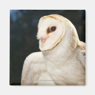 Aimant Gros plan de la chouette sauvage