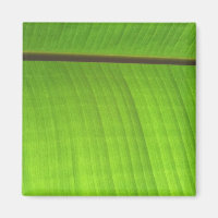 Gros plan de la feuille de banane