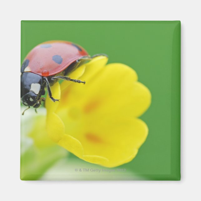 Aimant Gros plan de Ladybug (Devant)