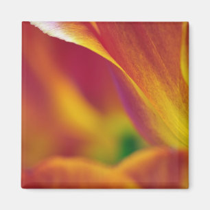 Aimant Gros plan du dessous de la fleur de tulipe, 4