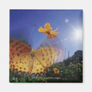 Aimant Gros plan du papillon, ailes battant